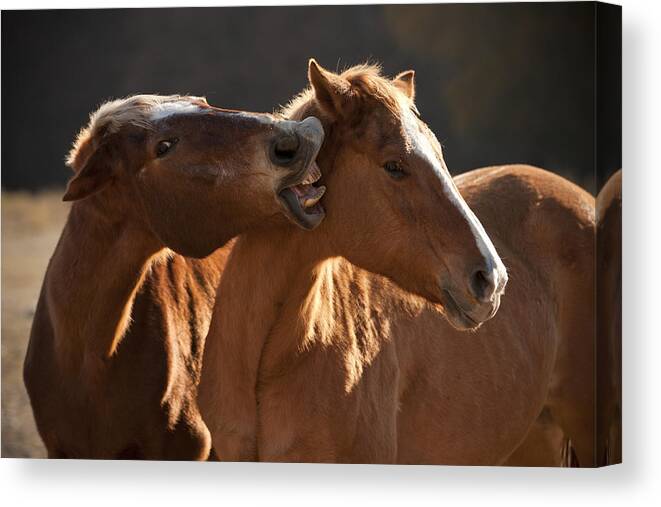 Horse Canvas Print featuring the photograph Horsing Around by Paul Huchton
