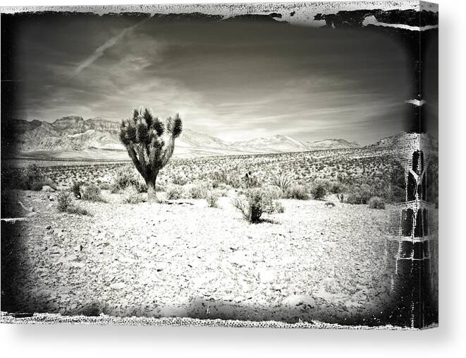 Southwest Canvas Print featuring the photograph Host by Mark Ross