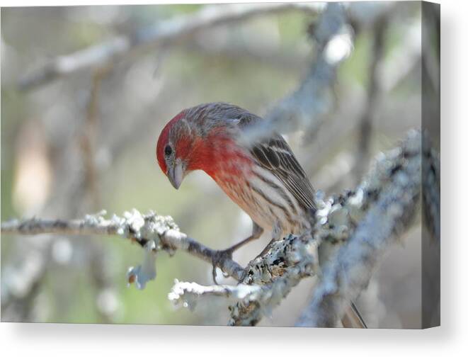 House Finch Canvas Print featuring the photograph House Finch by Frank Madia