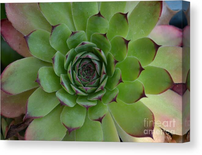 Nature Canvas Print featuring the photograph Houseleek Sempervivum by Scott Lyons