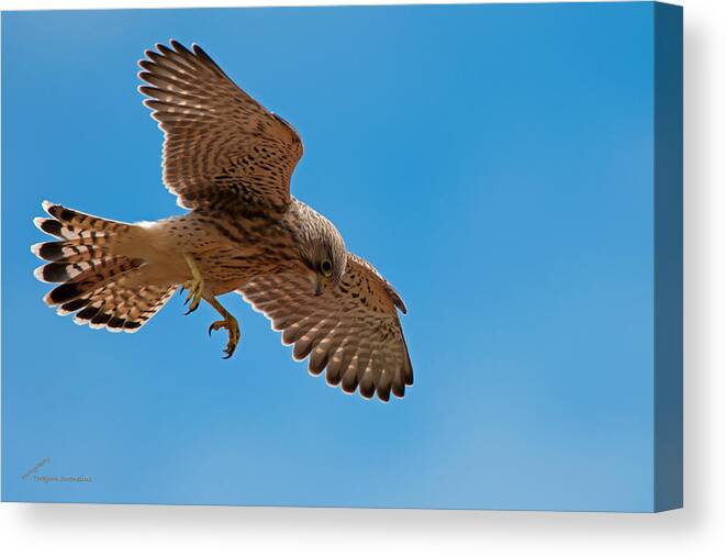 Hovering Kestrel Canvas Print featuring the photograph Hovering by Torbjorn Swenelius