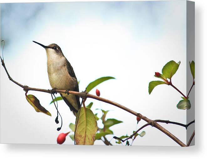 Hummingbird Canvas Print featuring the photograph Hummingbird 2 by Tammy Schneider