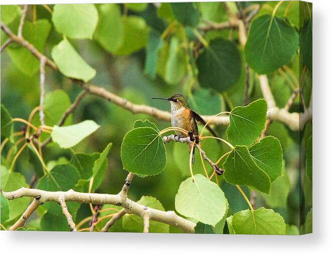 Hummingbird Canvas Print featuring the photograph Hummingbird in Tree by Alan Hutchins