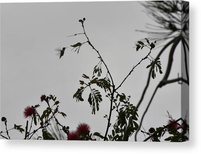 Linda Brody Canvas Print featuring the photograph Hummingbird Silhouette II by Linda Brody