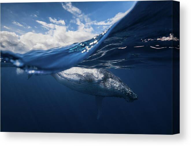 Humpback Canvas Print featuring the photograph Humpback Whale And The Sky by Barathieu Gabriel