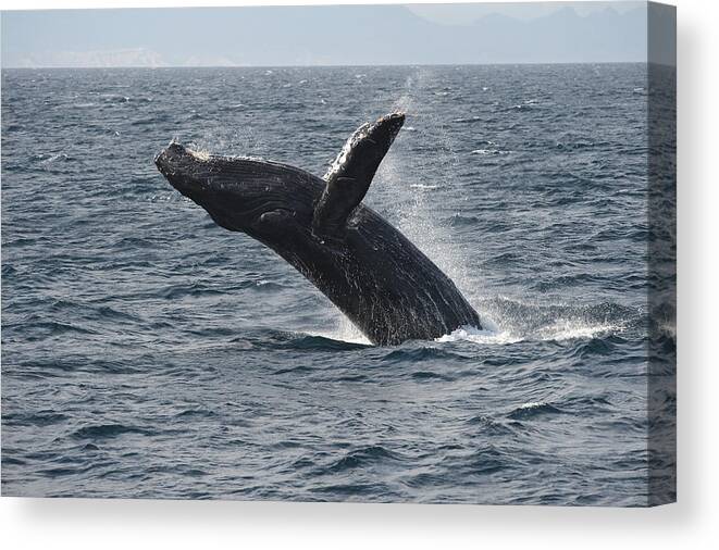 Feb0514 Canvas Print featuring the photograph Humpback Whale Breaching Baja by Flip Nicklin
