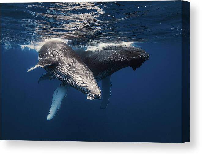 Whale Canvas Print featuring the photograph Humpback Whale Family! by Barathieu Gabriel