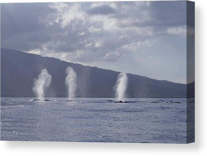 Feb0514 Canvas Print featuring the photograph Humpback Whale Spouts Maui Hawaii by Flip Nicklin