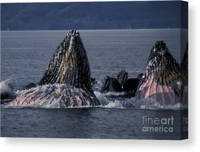 Animal Canvas Print featuring the photograph Humpback Whales Bubble Net Feeding by Ron Sanford
