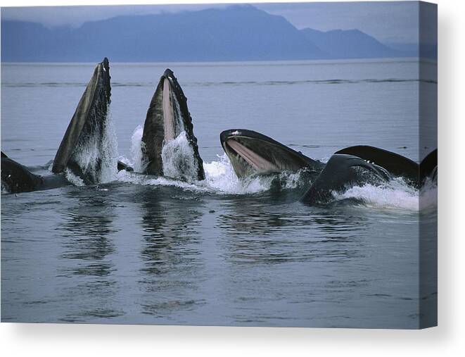 Feb0514 Canvas Print featuring the photograph Humpback Whales Gulp Feeding Southeast by Flip Nicklin