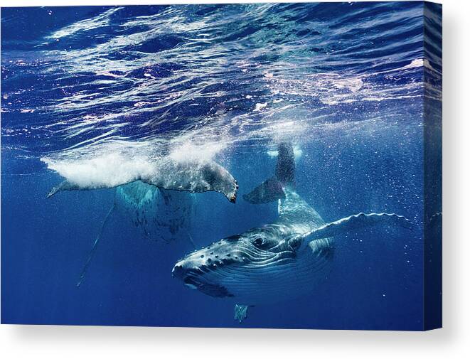 Whale Canvas Print featuring the photograph Humpback Whales Swimming In Ocean by Ted Wood