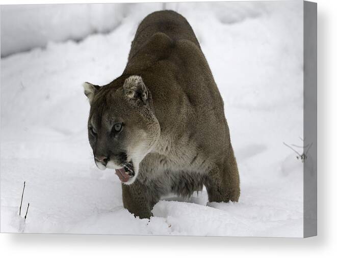 Cougar Canvas Print featuring the photograph Hungry by David Barker