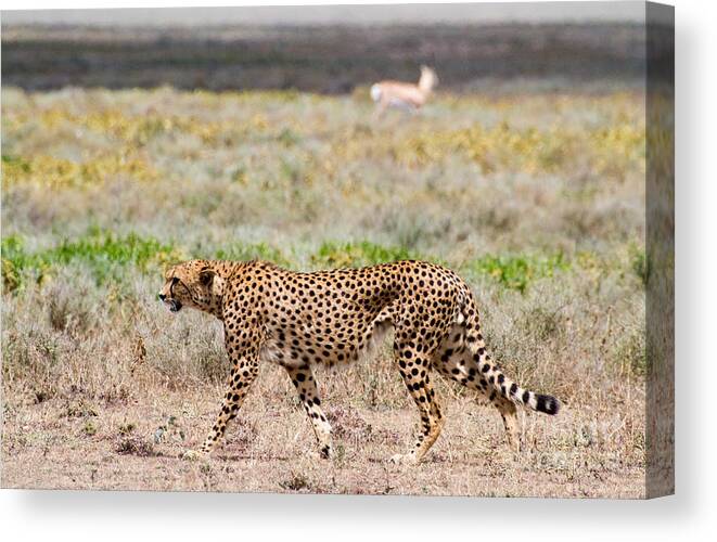 Cheetahs Canvas Print featuring the photograph Hungry Red Cheetah by Chris Scroggins