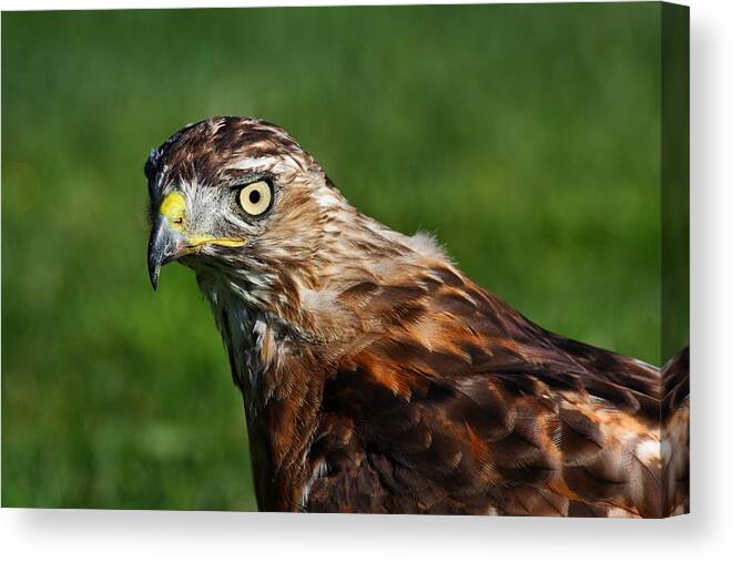 Redtail Hawk Hunting Canvas Print featuring the photograph Hunting by Mike Farslow