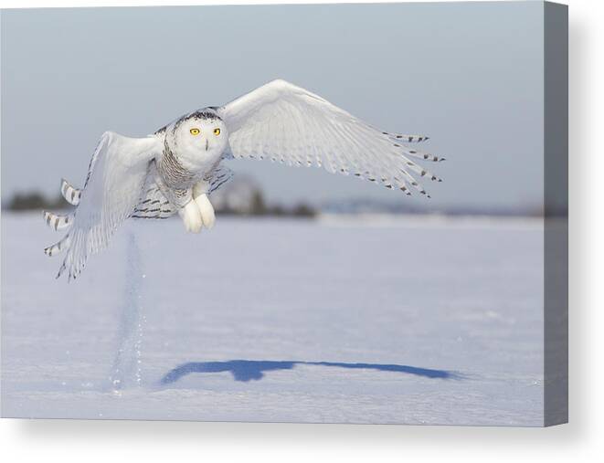 Angel Canvas Print featuring the photograph Hunting Snowy Owl by Mircea Costina Photography