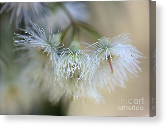 Inflorescence Canvas Print featuring the photograph Hush by Joy Watson