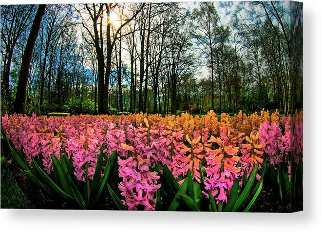 Tranquility Canvas Print featuring the photograph Hyacinth Flowers Announce Spring by Elfi Kluck