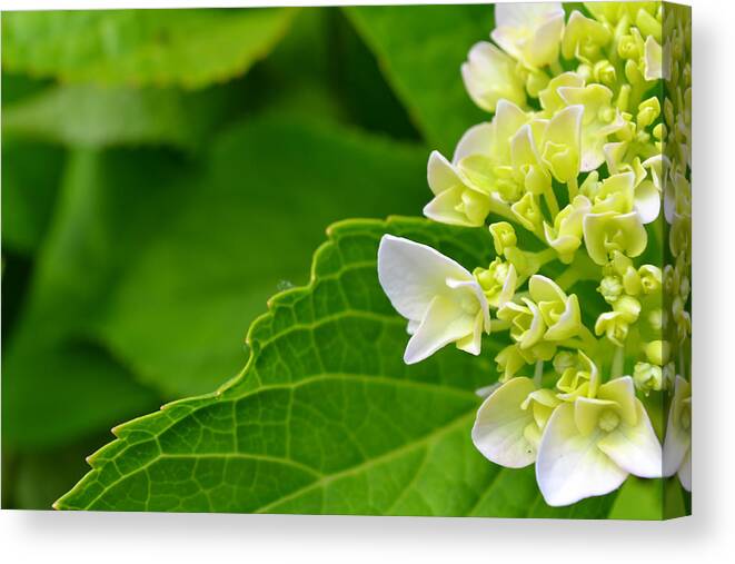 Hydrangea Canvas Print featuring the photograph Hydrangea #1 by Beth Sawickie