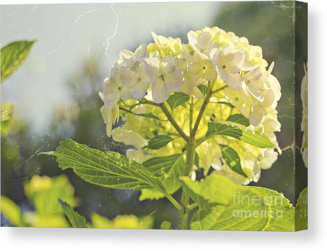 Hydrangea Canvas Print featuring the photograph Hydrangea with Tattered Grey Vintage Texture by Beverly Claire Kaiya