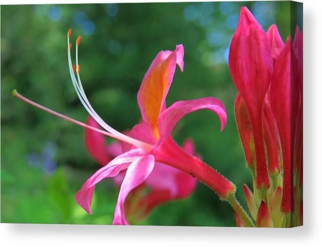 Flowers Canvas Print featuring the photograph I Am In My Prime by Jeanette Oberholtzer