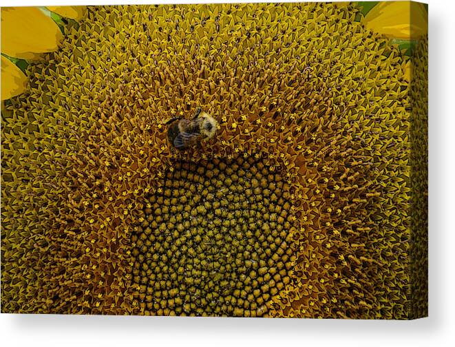 Nature Canvas Print featuring the photograph I am lost by Ricardo Dominguez