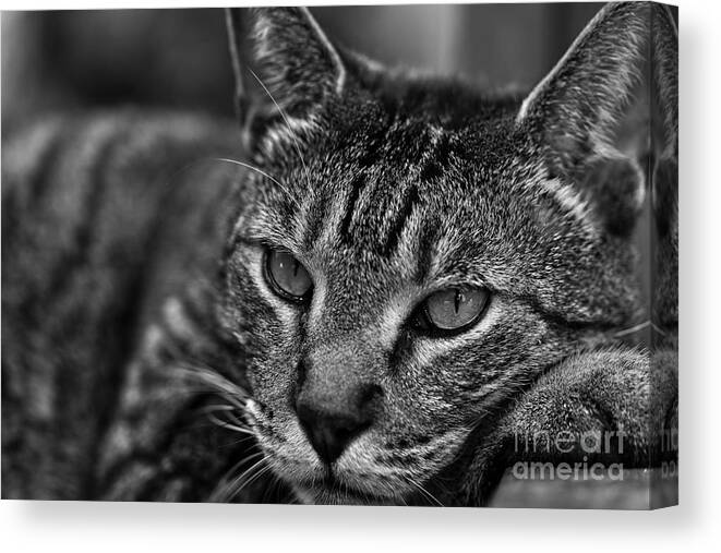 Cat Canvas Print featuring the photograph I Love Sleep by David Rucker