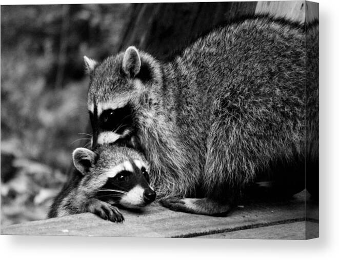 Mammals Canvas Print featuring the photograph I Need Some Help Mommy by Kym Backland