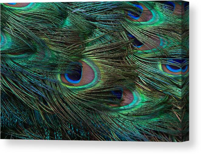 Oklahoma City Zoo Canvas Print featuring the photograph I See You by Annette Hugen