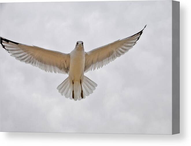 Seagull Canvas Print featuring the photograph I See You Do You See Me by JoAnn Lense