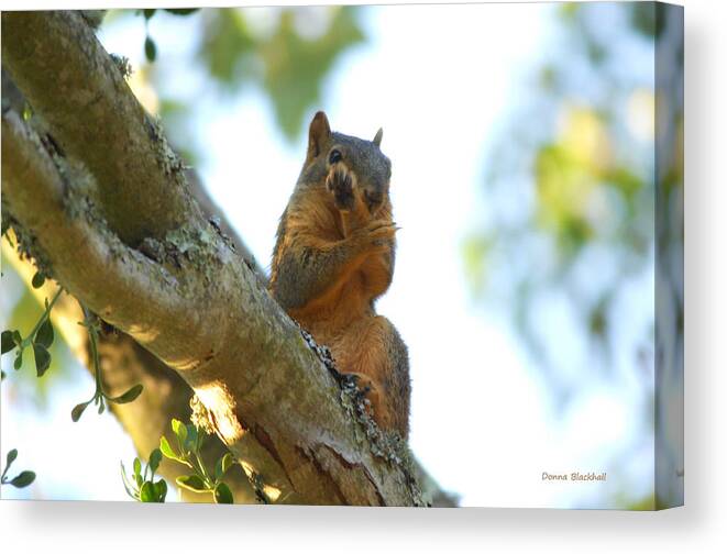 Squirrel Canvas Print featuring the photograph I Was Kung Fu Fighting by Donna Blackhall