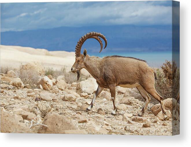 Horned Canvas Print featuring the photograph Ibex Walking On The Rocky Ground By The by Reynold Mainse / Design Pics