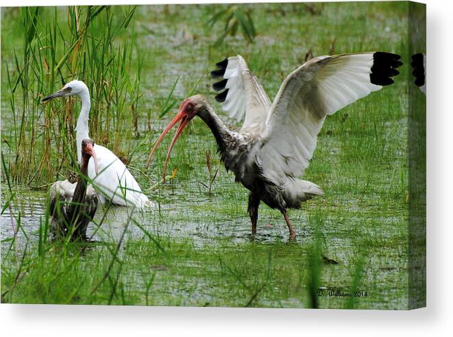 Ibis Canvas Print featuring the photograph Ibis landing by Dan Williams