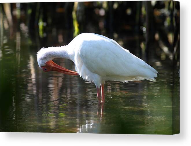 Ibis Preening Canvas Print featuring the photograph Ibis Preening by Daniel Reed