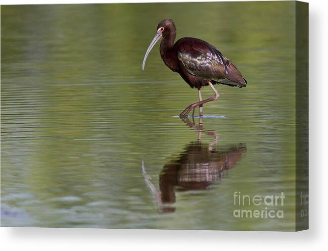 White-faced Ibis Canvas Print featuring the photograph Ibis reflection by Bryan Keil