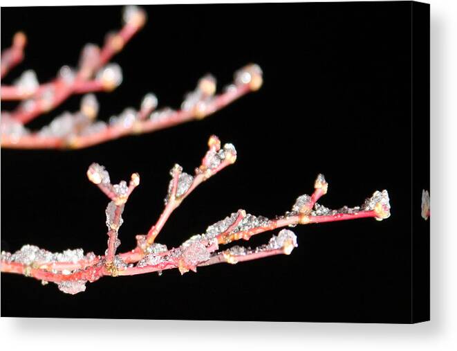 Winter Canvas Print featuring the photograph Ice on a Tree by Vadim Levin
