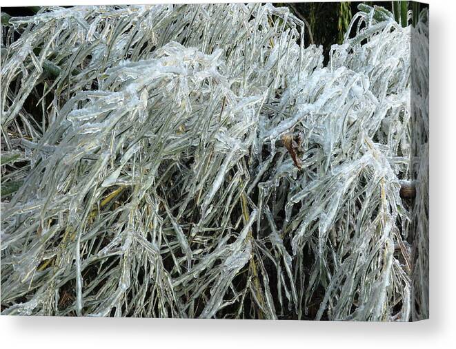 Ice Canvas Print featuring the photograph Ice On Bamboo Leaves by Daniel Reed