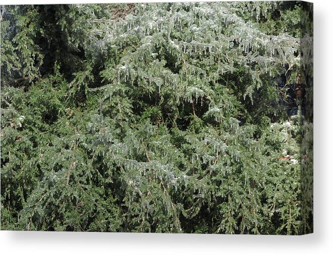Ice Canvas Print featuring the photograph Ice On Eastern Red Cedar by Daniel Reed