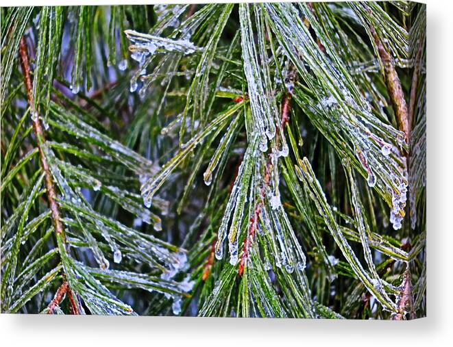 Ice Canvas Print featuring the photograph Ice On Pine Needles by Daniel Reed