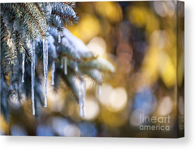 Icicles Canvas Print featuring the photograph Icicles on fir tree in winter by Elena Elisseeva