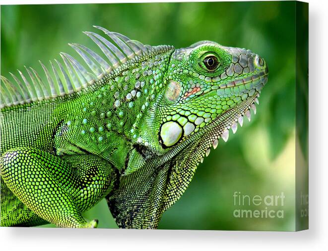 Nature Canvas Print featuring the photograph Iguana by Francisco Pulido