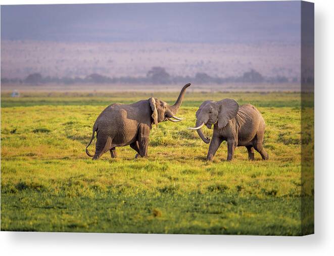 Amboseli Canvas Print featuring the photograph I'll Teach You by Ted Taylor