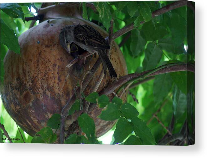 Bird Canvas Print featuring the photograph I'm Hungry by Cecily Vermote