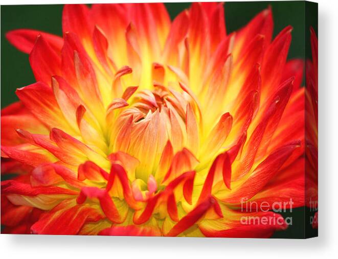 Flower Canvas Print featuring the photograph Img 0023 Flor En Rojo Detalle by Francisco Pulido