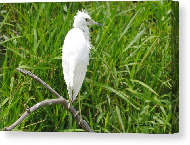 Heron Canvas Print featuring the photograph Immature Little Blue Heron on watch by Dan Williams