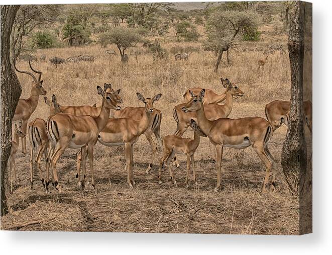 Gary Hall Canvas Print featuring the photograph Impala Herd by Gary Hall