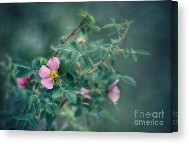 Rose Canvas Print featuring the photograph Imperfect Beauty by Priska Wettstein