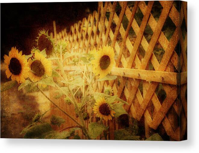 Sunflowers Canvas Print featuring the photograph Sunflowers and Lattice by Toni Hopper