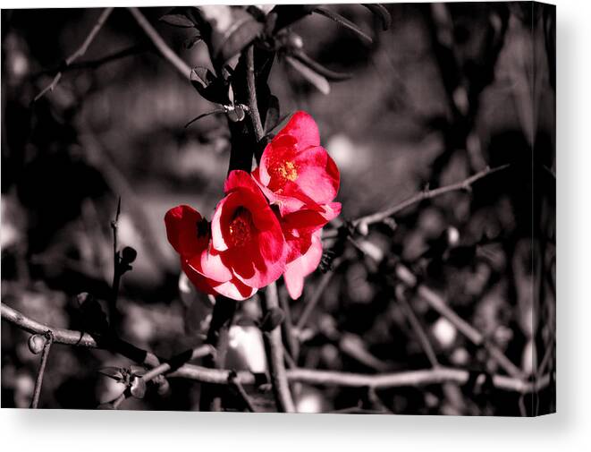 Red Canvas Print featuring the photograph In black and white? by AM FineArtPrints