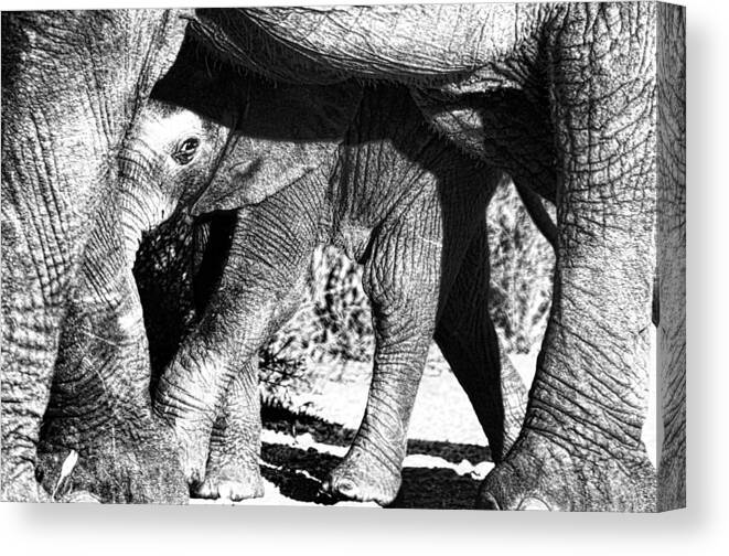 Elephant Canvas Print featuring the photograph In Mother's Shadow by Douglas Barnard