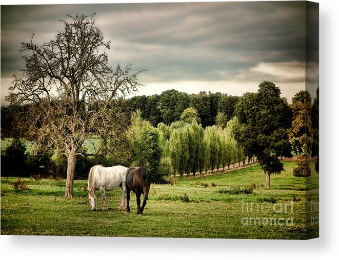 France Canvas Print featuring the photograph In Perche by Olivier Le Queinec